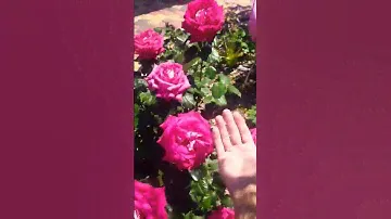 чайно-гибридная роза моника беллуччи