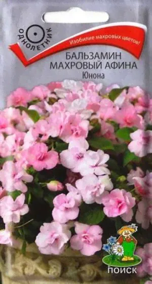 Бальзамин Афина Юнона махровый (Код: 83101)