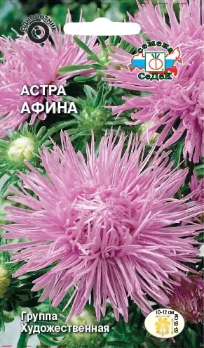 Цветок Астра Афина-0