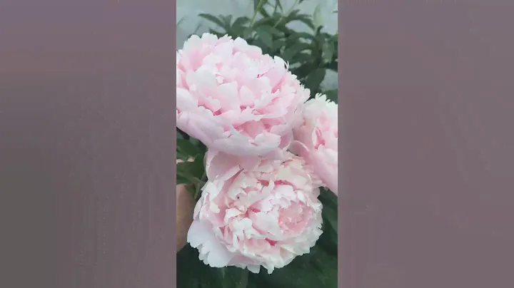 Пион Коренелия Шейлор/  Paeonia Cornelia Shaylor/ частная коллекция «САДОВАЯ ПАЛИТРА»