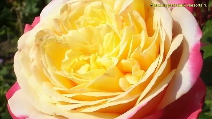 Роза чайно-гибридная. Краткий обзор, описание характеристик rosa hybrid tea kordes jubilee