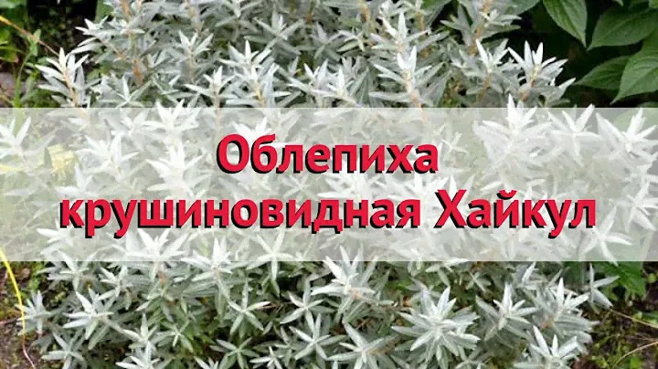 Облепиха крушиновидная Хайкул 🌿 Обзор: посадка и уход. саженцы облепихи: описание и особенности