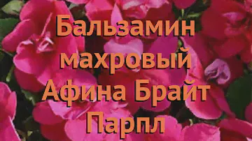 Бальзамин махровый Брайт Парпл 🌿 Брайт Парпл обзор: как сажать, семена бальзамина Брайт Парпл