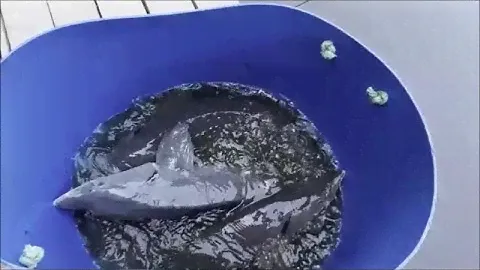 Зарыбление Нижнего пруда осетром 100 кг. Клёвое место лосиный остров.