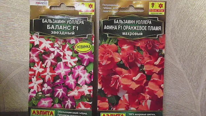 Бальзамины выращивали ещё наши бабушки.12.11.2019
