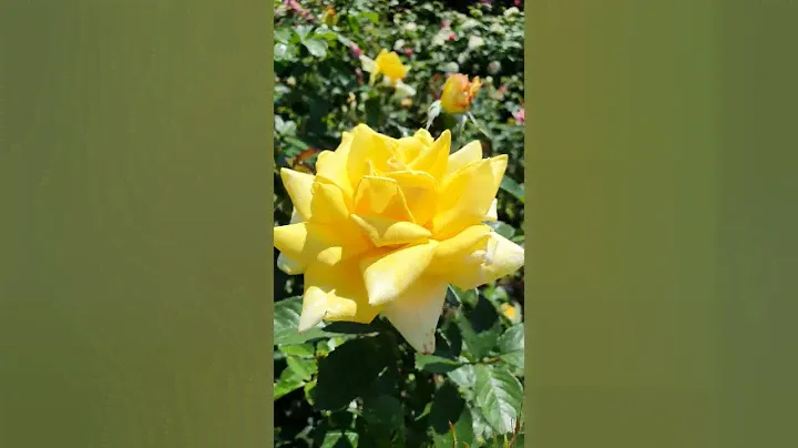 EDROSES/Роза 🌹 Бероліна , (Berolina ,KORpriwa, Selfridges) ,Kordes, 1984.Чайно-гібридні (Hybrid Tea)